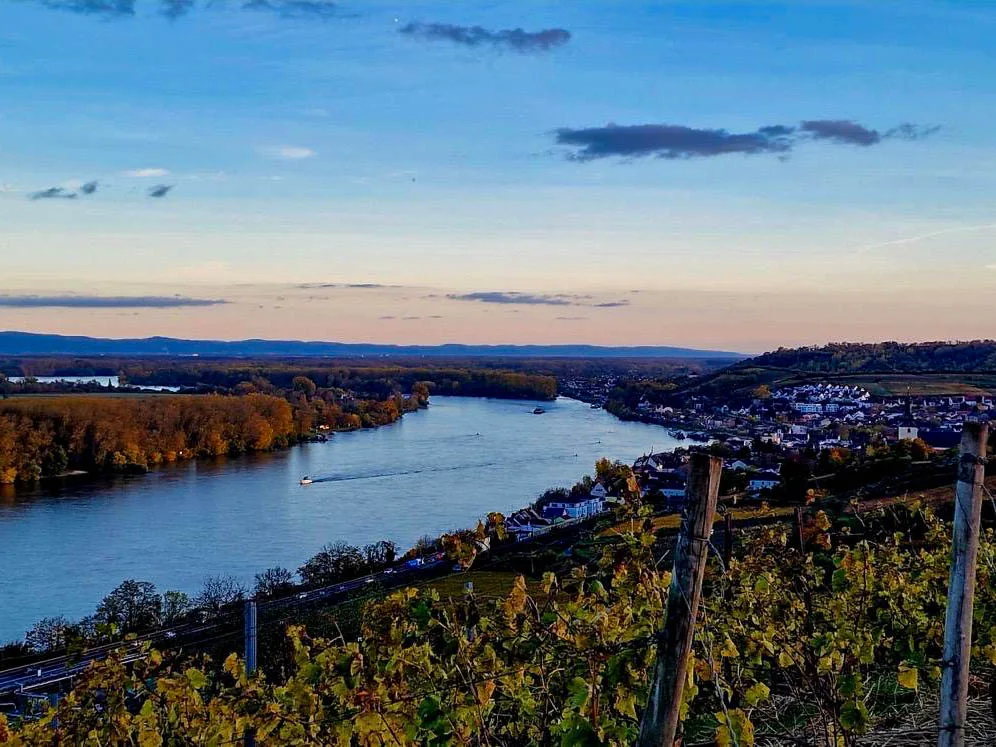 Weiter Blick vom Weinberg über den Rhein und Nierstein in warmem Abendlicht.