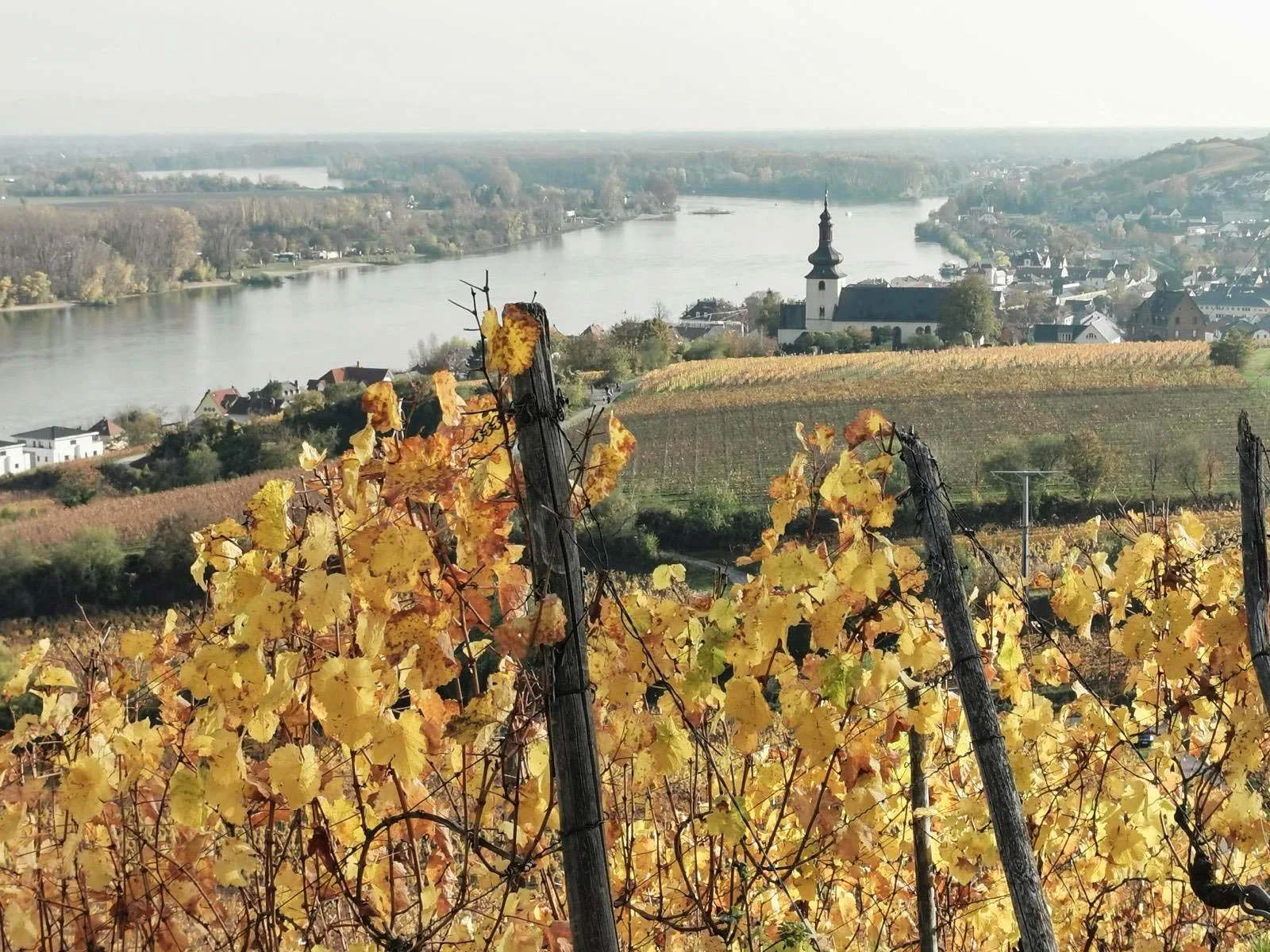 Herbstlich gefärbte Weinreben am Roten Hang bei Nierstein mit Blick auf den Rhein, die Kirche und den Ort.