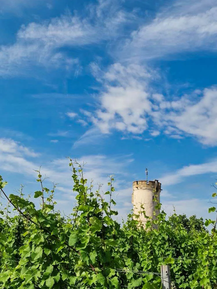 Historischer Wartturm oberhalb grüner Weinreben am Roten Hang bei Nierstein unter blauem Himmel.