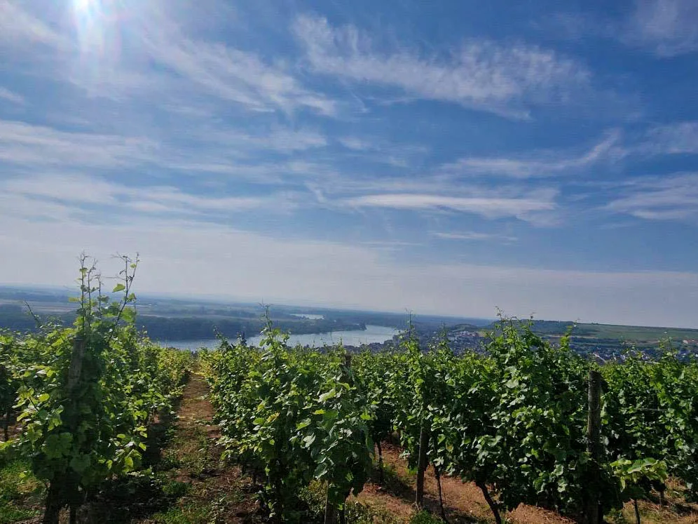 Panoramablick über die grünen Weinberge des Roten Hangs auf den Rhein und Nierstein.